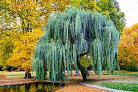 Image result for Weeping Willow Tree Trinidad