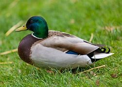 Image result for Duck Pencil Drawing