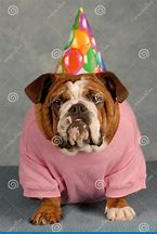 Image result for Old Dog Birthday