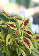 Image result for Annual Plants for Shade