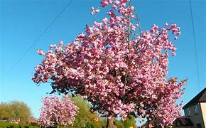 Image result for Cherry Blossom Wall Decals