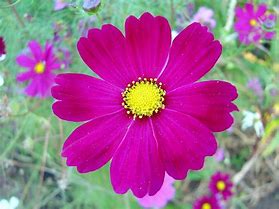 Image result for August Birth Flower