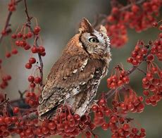 Image result for Eastern Screech Owl Legs