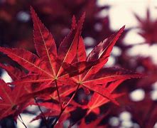 Image result for Japanese Maple Leaf Scenery