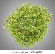 Image result for Apple Tree Vector High Quality