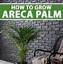 Image result for Areca Palm Tree