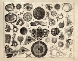 Image result for Vintage Eye Chart