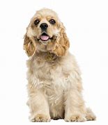 Image result for Cocker Spaniel Black and Gold