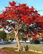 Image result for Skini Trees in Florida