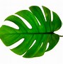 Image result for Leaf PNG 4K