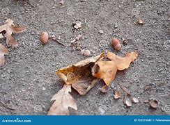 Image result for Fall Oak Leaves and Acorns