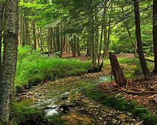 Image result for Fall Foliage Events in Clinton County New York