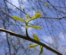 Image result for Swamp White Oak Leaf