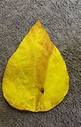 Image result for Sample of Big Leaf