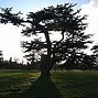 Image result for Cedar Tree