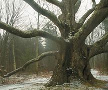 Image result for American Chestnut Oak Tree