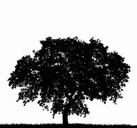 Image result for Pretty Tree Silhouette