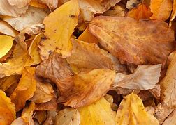 Image result for Yellow Leaves Border Fall