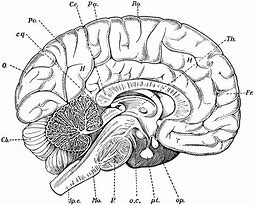 Image result for Blank Diagram of the Brain