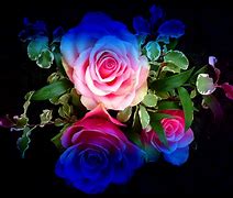 Image result for Bright Colored Roses