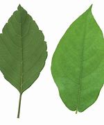 Image result for Tree Leaf Texture PNG