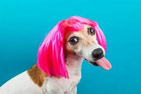 Image result for Animals with Wigs