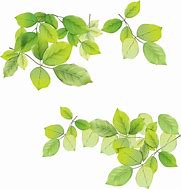 Image result for Free Green Leaves Picture Drawing