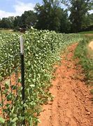 Image result for Fencing for Blueberry Bushes