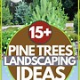 Image result for Landscaping with Aspen Trees