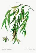 Image result for Willow Tree Branch Illustration