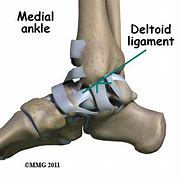 Image result for Deltoid Ligament Ankle