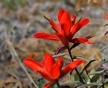 Image result for Yellow Paintbrush Flower