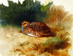 Image result for partridge bird painting