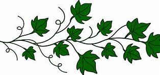 Image result for Vine Clip Art Transparent