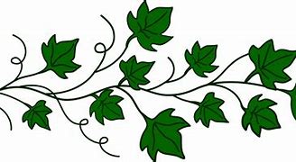 Image result for Vine Leaves Drawing