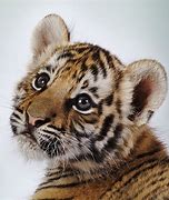 Image result for Little Baby Tigers