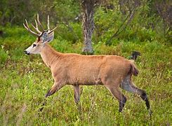 Image result for Deer Eating Peppers