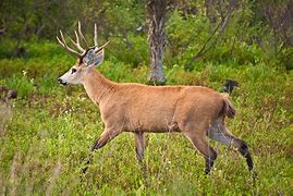 Image result for Deer Vored by T-Rex