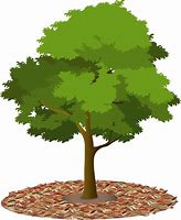 Image result for Clip Art Tree by Water