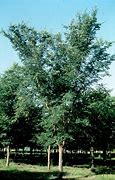 Image result for Patriot Elm Tree