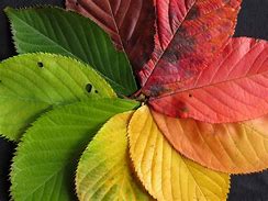 Image result for Fall Leaves Print