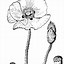 Image result for Poppies Coloring Pages