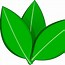 Image result for The PNG Picture of Leaf for Logo