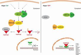 Image result for Hippo Yap Pathway