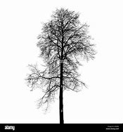 Image result for Birch Leaf Silhouette