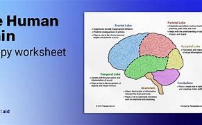 Image result for Human Brain Diagram Worksheet