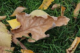 Image result for Bur Oak Tree Leaf Identification