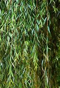 Image result for Nishiki Dappled Willow Tree