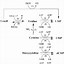 Image result for De Novo Nucleotide Synthesis