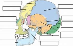 Image result for Blank Diagram of the Skull